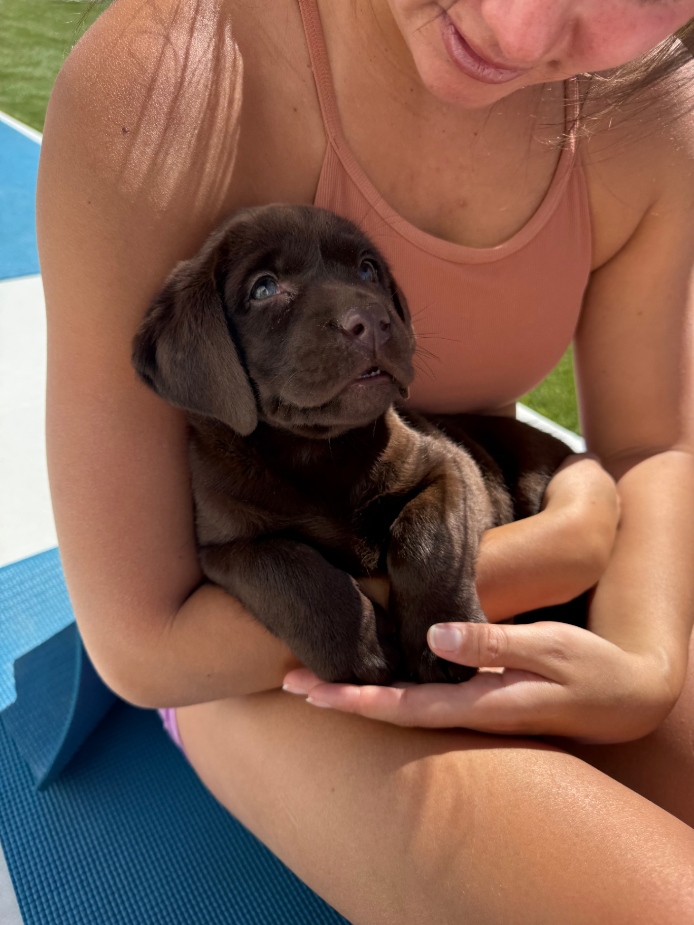 Close-up of a chocolate lab puppy cradled in a guest's arms