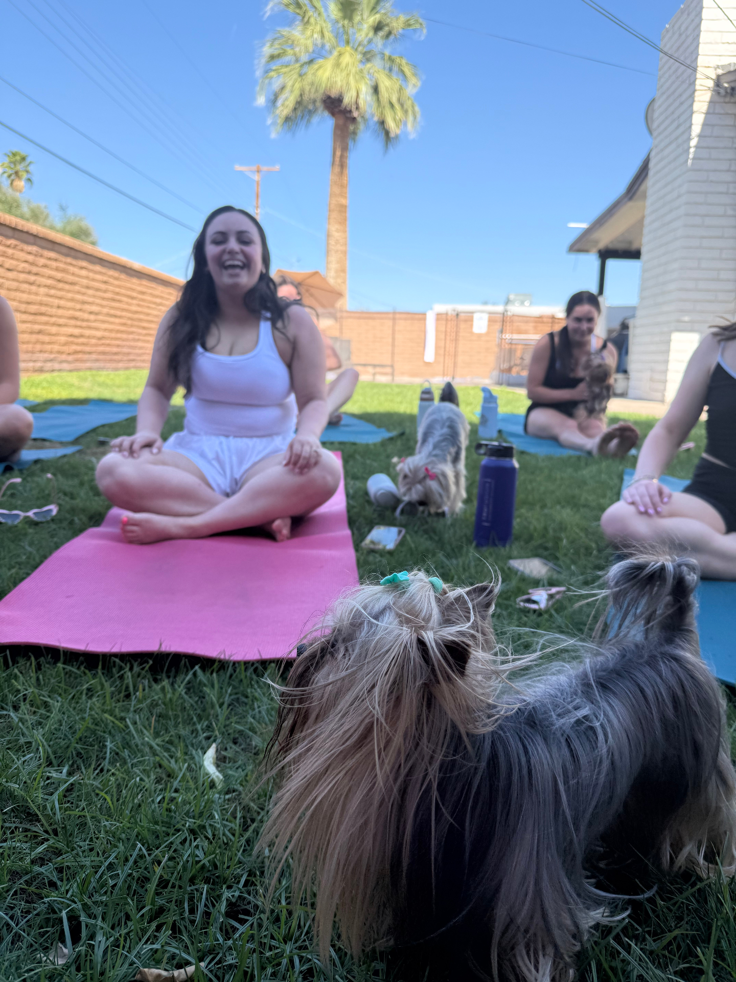 Yorkie in the foreground watching a guest laugh on a pink yoga mat during class